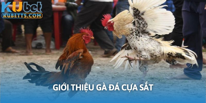 Gà đá cựa sắt lọt top các sản phẩm giải trí hấp dẫn