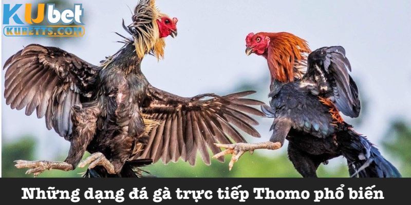 Các hình thức đá gà Thomo đỉnh cao