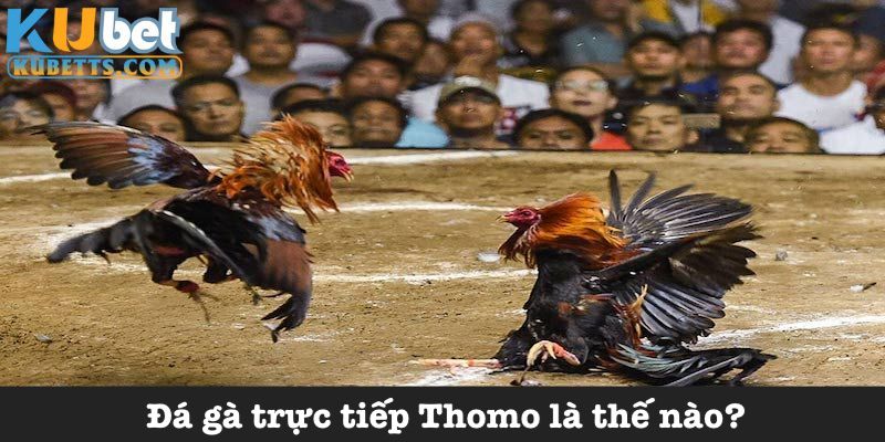 Khái niệm đá gà trực tiếp Thomo