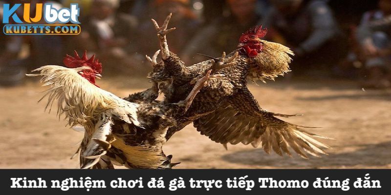 Chiến thuật chọi gà dễ thắng lớn