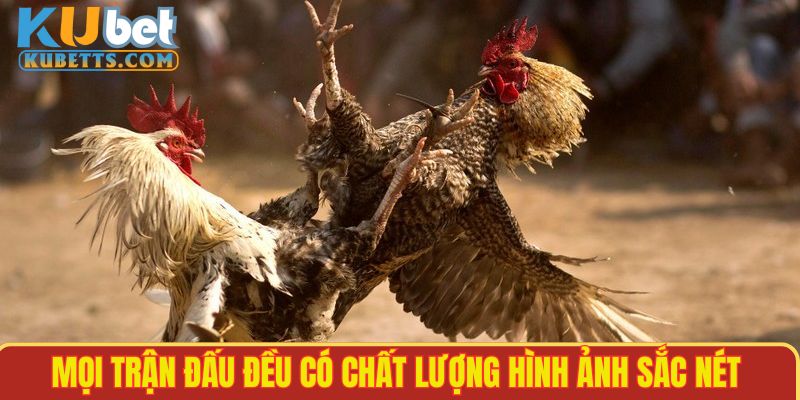 Theo dõi trận đấu Đá gà campuchia với chất lượng đỉnh cao nhất