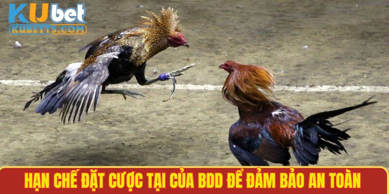 Một cửa cược có thưởng lớn nhưng cực rủi ro